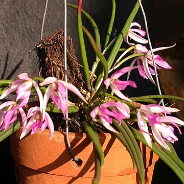 Leptotes pohlitinocoi unspecified picture