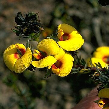 Gompholobium burtonioides unspecified picture