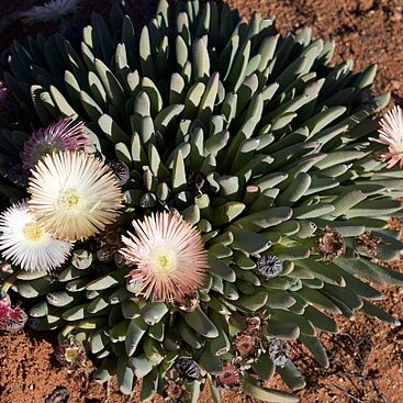 Cheiridopsis denticulata unspecified picture