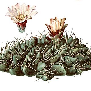 Gymnocalycium mostii unspecified picture