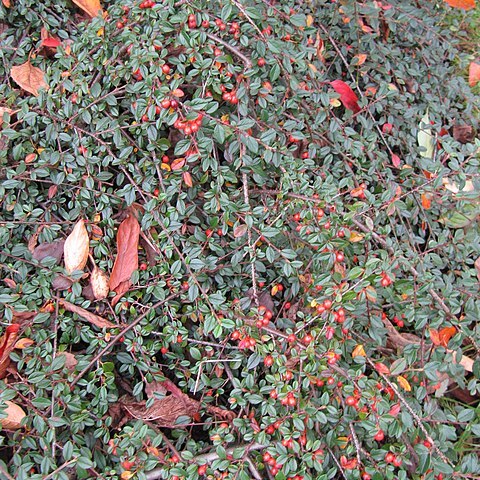 Cotoneaster kweitschoviensis unspecified picture