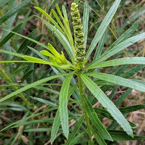 Stillingia texana unspecified picture