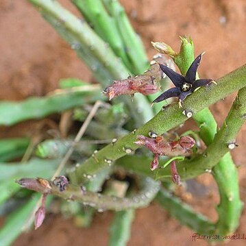 Caralluma stalagmifera unspecified picture