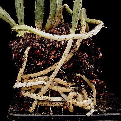 Euphorbia taruensis unspecified picture