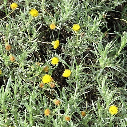 Leiocarpa unspecified picture