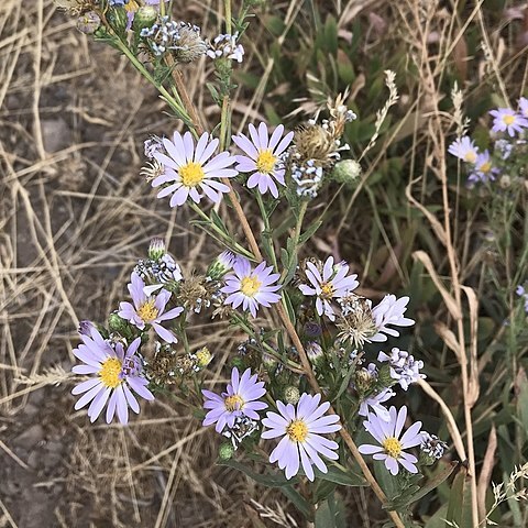 Symphyotrichum ascendens unspecified picture