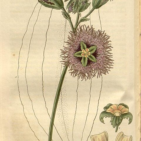 Telfairia pedata unspecified picture