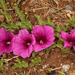 Ipomoea oblongata unspecified picture