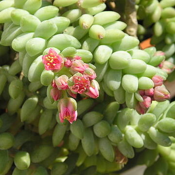 Sedum morganianum unspecified picture