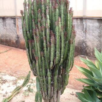 Euphorbia trigona unspecified picture
