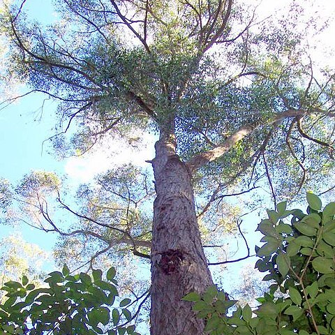 Eucalyptus tindaliae unspecified picture