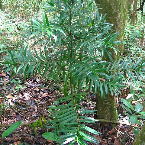 Podocarpus sellowii unspecified picture