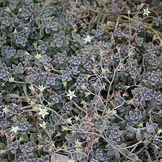 Sedum mendozae unspecified picture
