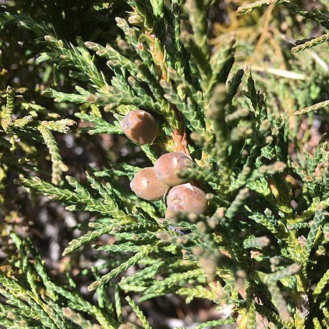 Juniperus indica unspecified picture