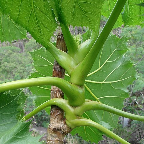 Klotzschia glaziovii unspecified picture