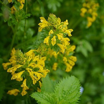 Corydalis meifolia unspecified picture