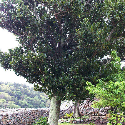 Garcinia unspecified picture