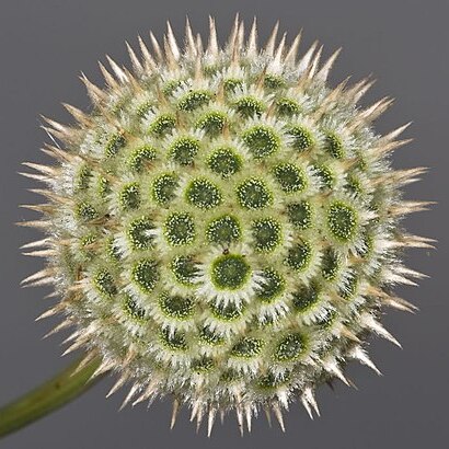 Cephalaria ambrosioides unspecified picture