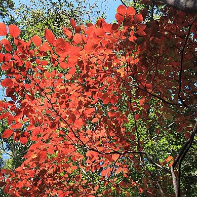 Neoshirakia japonica unspecified picture