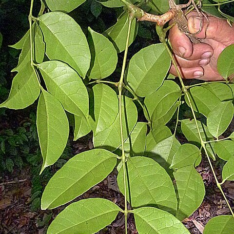 Cissus paullinifolia unspecified picture
