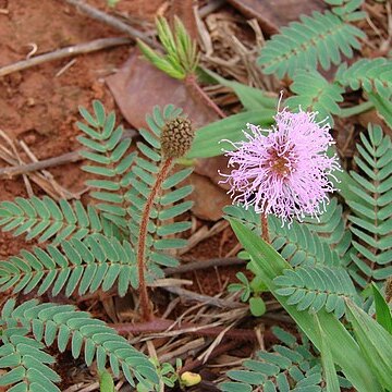 Mimosa hirsutissima unspecified picture