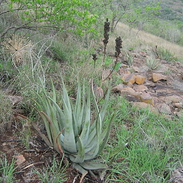 Aloe pienaarii unspecified picture
