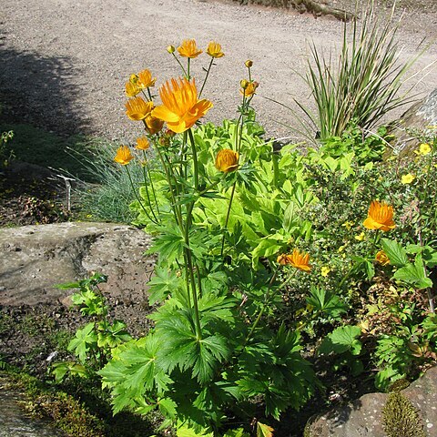 Trollius ledebourii unspecified picture