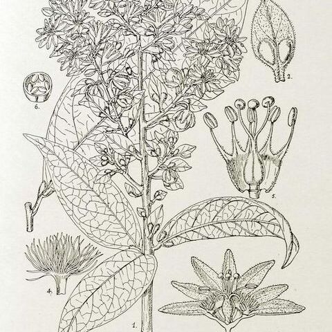 Androsiphonia unspecified picture