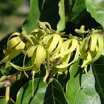 Cananga unspecified picture
