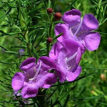 Agalinis fasciculata unspecified picture