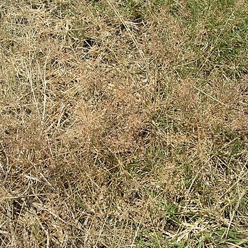Eragrostis tenella unspecified picture