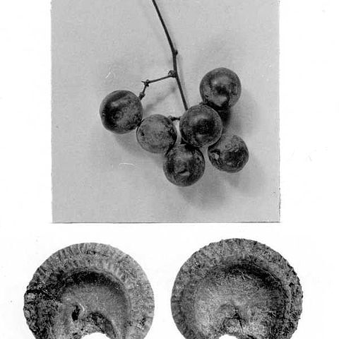 Menispermum unspecified picture
