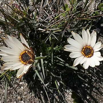 Dimorphotheca nudicaulis unspecified picture