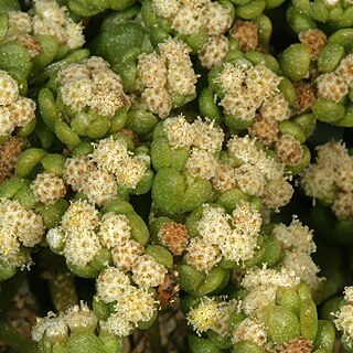 Lasiopogon unspecified picture
