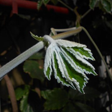 Tetrastigma voinierianum unspecified picture