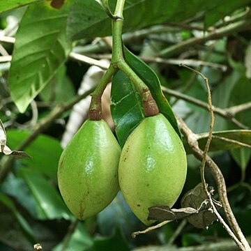 Rhigospira unspecified picture