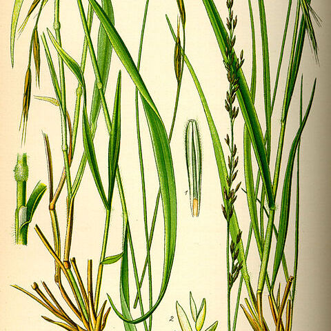 Molinia unspecified picture