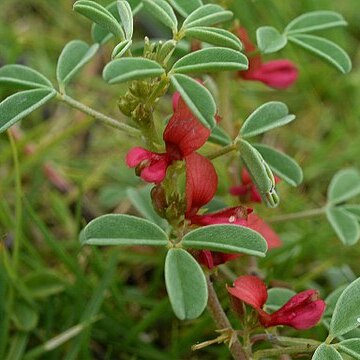 Indigofera trifoliata unspecified picture