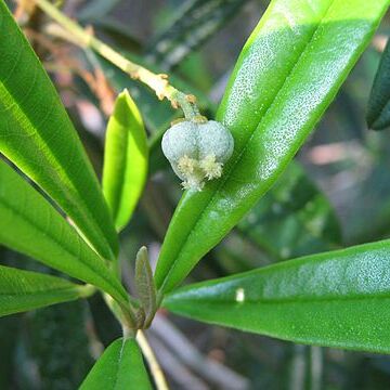 Leucocroton havanensis unspecified picture