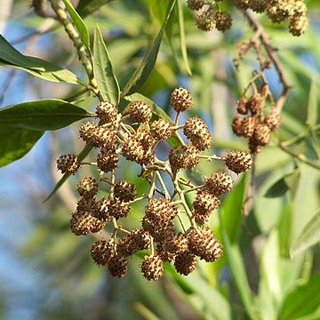 Conocarpus lancifolius unspecified picture