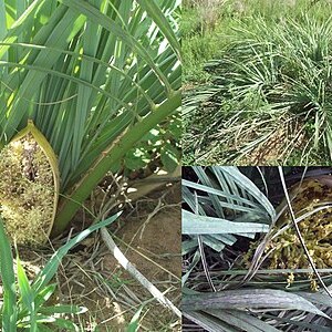 Butia lallemantii unspecified picture