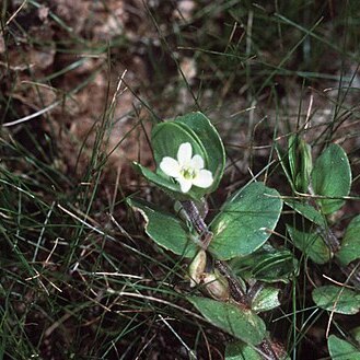Bacopa rotundifolia unspecified picture