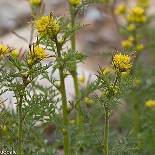 Descurainia sophioides unspecified picture