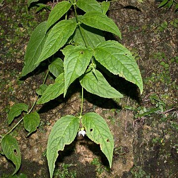 Cyclocodon lancifolius unspecified picture