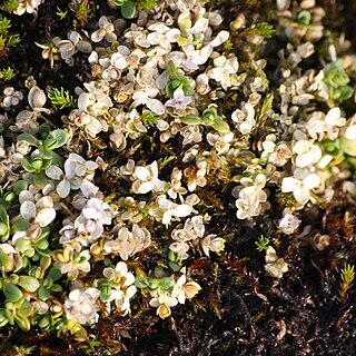 Cerastium regelii unspecified picture
