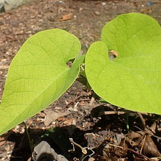 Aristolochia manshuriensis unspecified picture