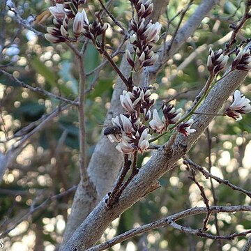 Dalbergia pervillei unspecified picture