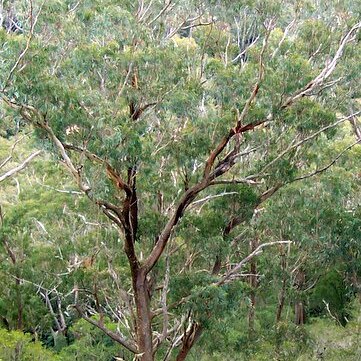 Eucalyptus campanulata unspecified picture