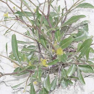 Brassica elongata subsp. duralii unspecified picture