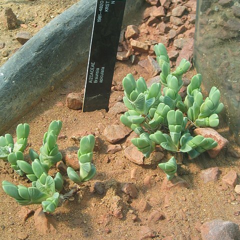 Braunsia apiculata unspecified picture